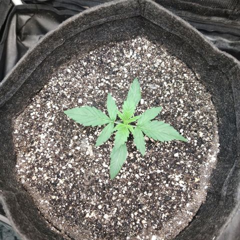 Amnésia Bubba growlog timeline photo