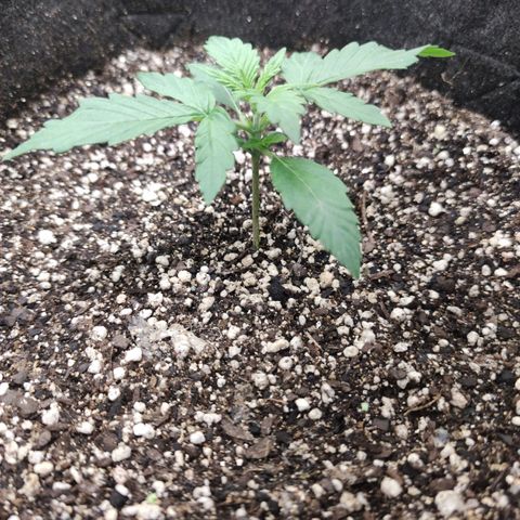 Amnésia Bubba growlog timeline photo