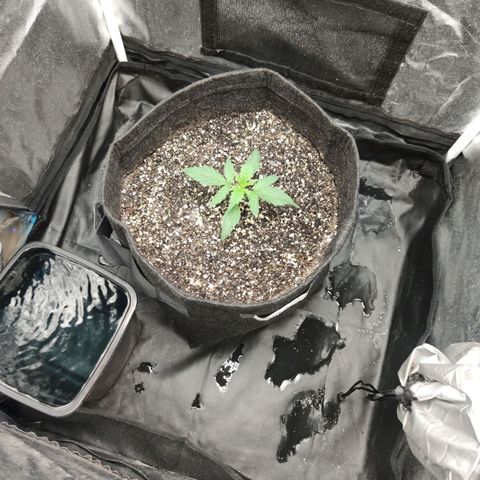 Amnésia Bubba growlog timeline photo