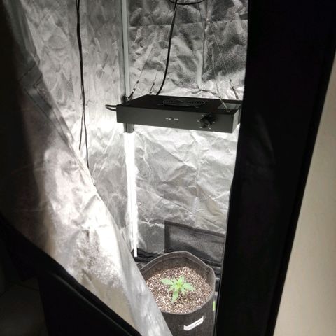 Amnésia Bubba growlog timeline photo