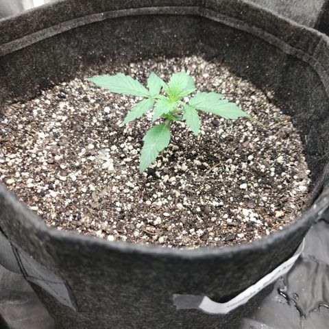 Amnésia Bubba growlog timeline photo