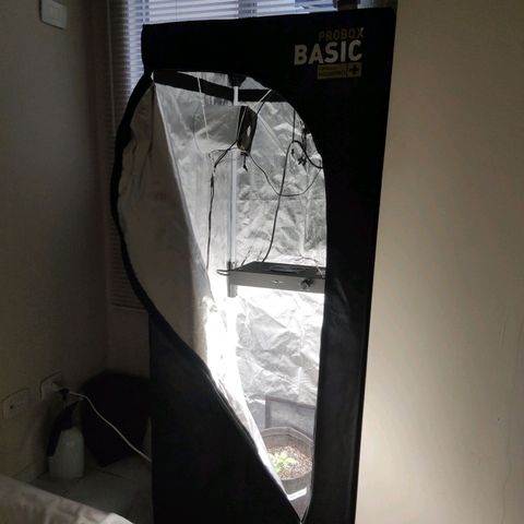 Amnésia Bubba growlog timeline photo