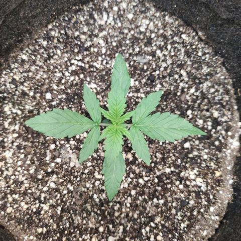 Amnésia Bubba growlog timeline photo