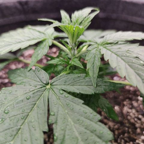 Amnésia Bubba growlog timeline photo
