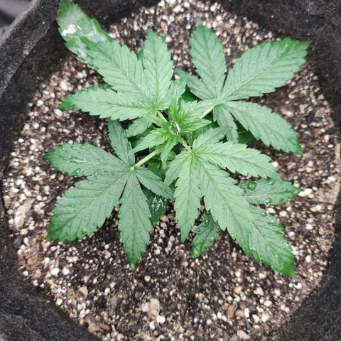 Amnésia Bubba growlog timeline photo