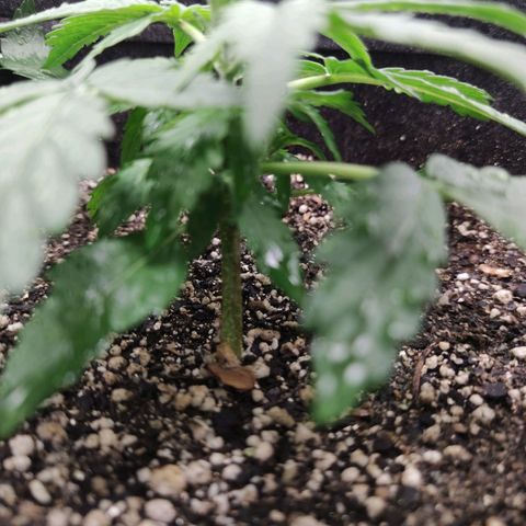 Amnésia Bubba growlog timeline photo