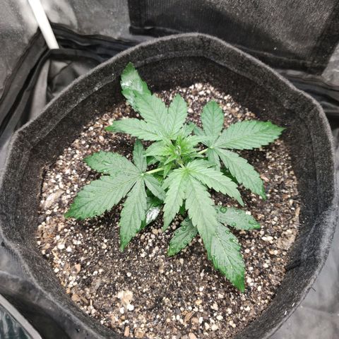 Amnésia Bubba growlog timeline photo