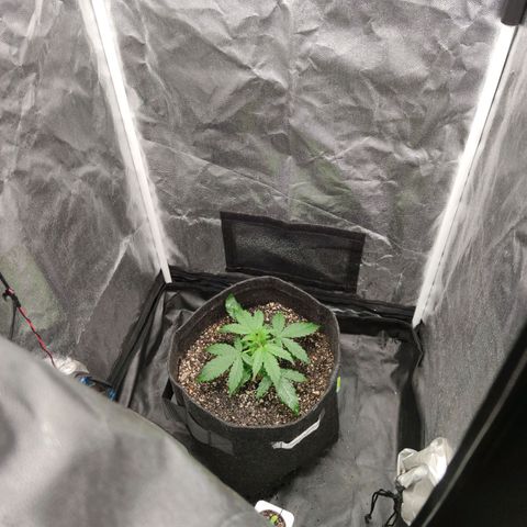 Amnésia Bubba growlog timeline photo
