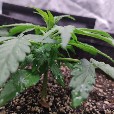 Amnésia Bubba growlog timeline photo
