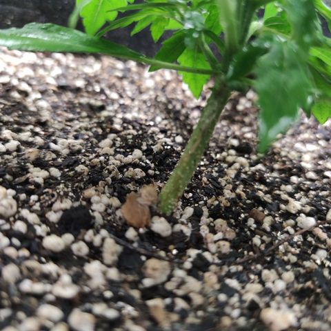 Amnésia Bubba growlog timeline photo