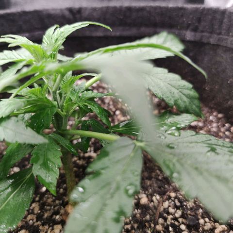 Amnésia Bubba growlog timeline photo