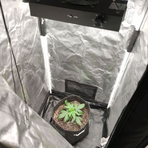 Amnésia Bubba growlog timeline photo