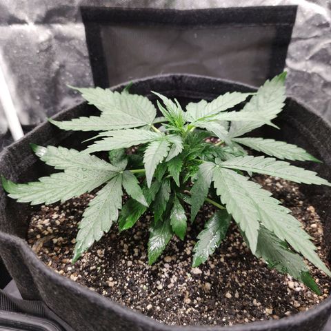 Amnésia Bubba growlog timeline photo