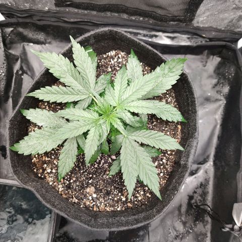 Amnésia Bubba growlog timeline photo
