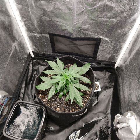 Amnésia Bubba growlog timeline photo