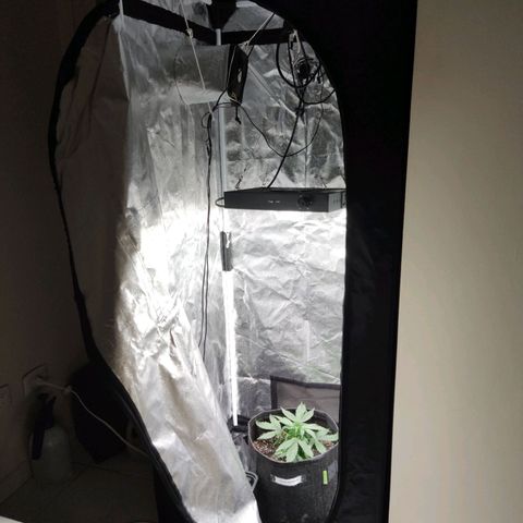 Amnésia Bubba growlog timeline photo