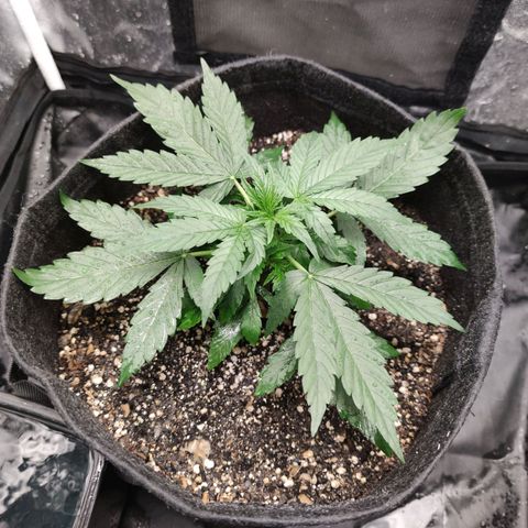 Amnésia Bubba growlog timeline photo