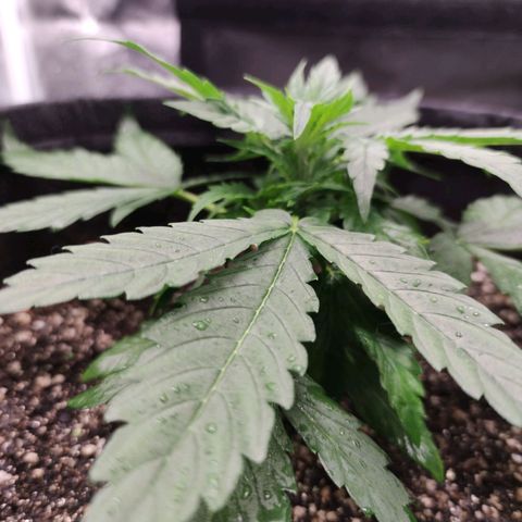 Amnésia Bubba growlog timeline photo