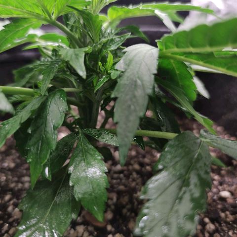 Amnésia Bubba growlog timeline photo