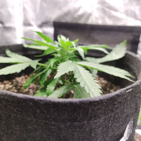 Amnésia Bubba growlog timeline photo