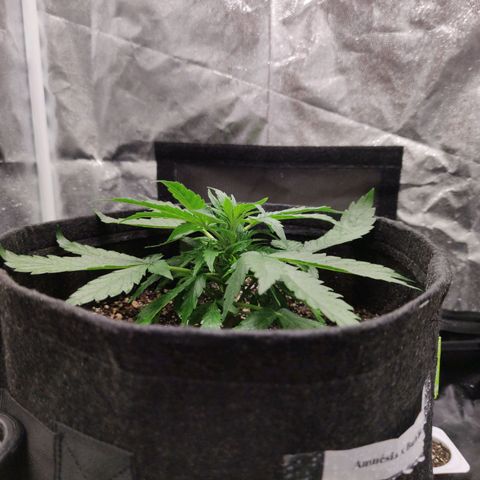 Amnésia Bubba growlog timeline photo