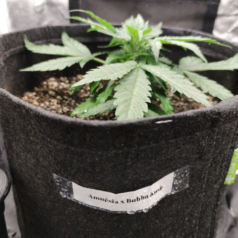 Amnésia Bubba growlog timeline photo
