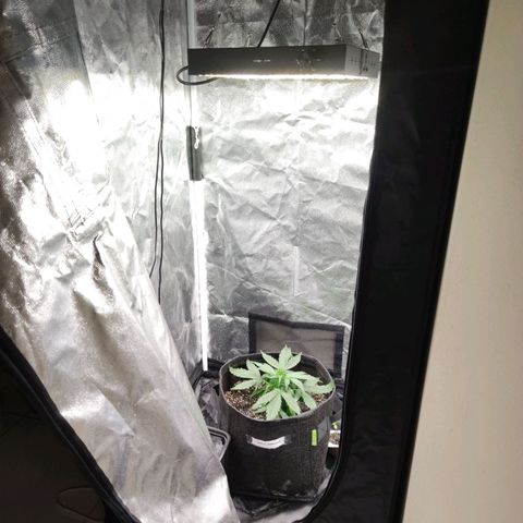 Amnésia Bubba growlog timeline photo