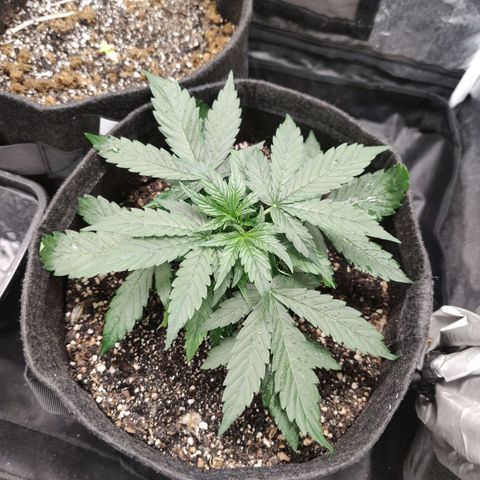 Amnésia Bubba growlog timeline photo