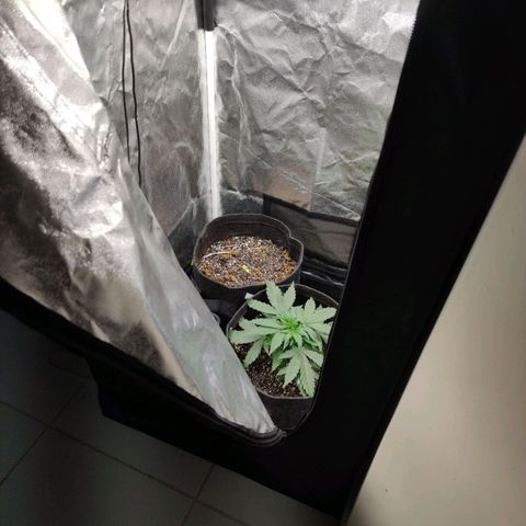 Amnésia Bubba growlog timeline photo