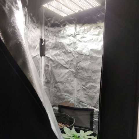 Amnésia Bubba growlog timeline photo