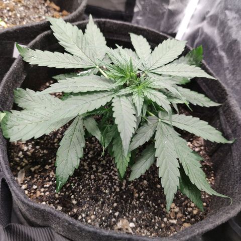 Amnésia Bubba growlog timeline photo