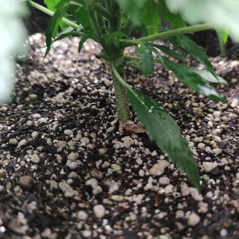 Amnésia Bubba growlog timeline photo
