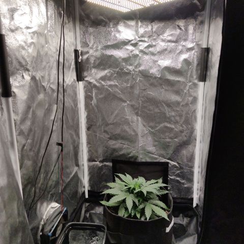 Amnésia Bubba growlog timeline photo
