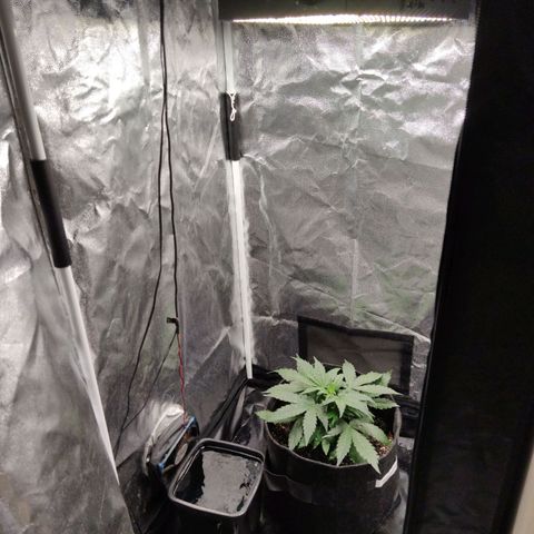 Amnésia Bubba growlog timeline photo