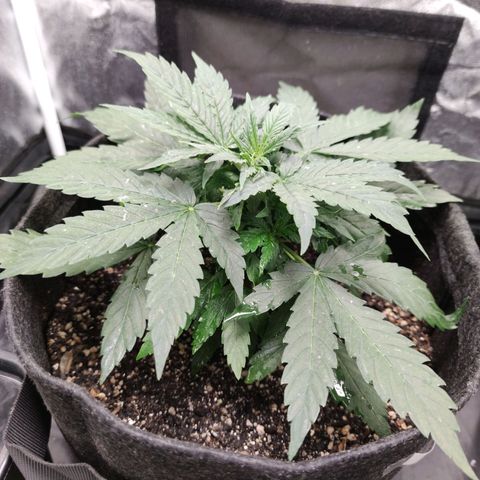 Amnésia Bubba growlog timeline photo