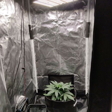 Amnésia Bubba growlog timeline photo