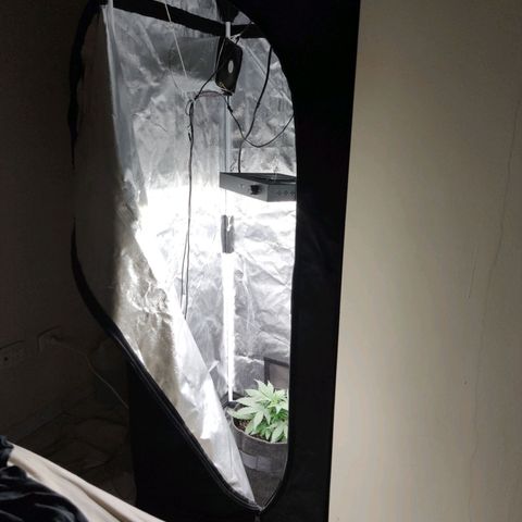 Amnésia Bubba growlog timeline photo