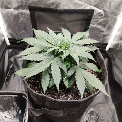 Amnésia Bubba growlog timeline photo