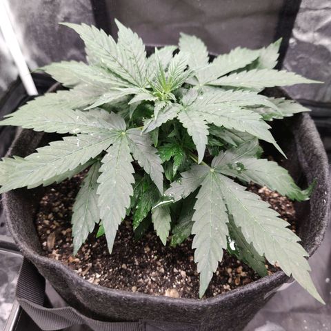 Amnésia Bubba growlog timeline photo