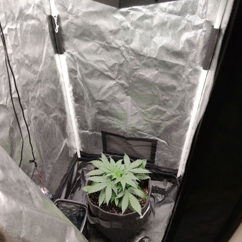 Amnésia Bubba growlog timeline photo