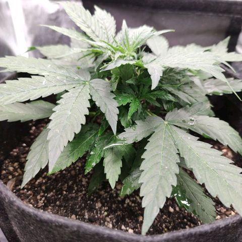 Amnésia Bubba growlog timeline photo