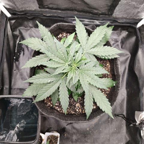 Amnésia Bubba growlog timeline photo