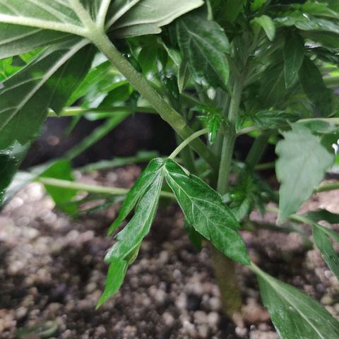 Amnésia Bubba growlog timeline photo