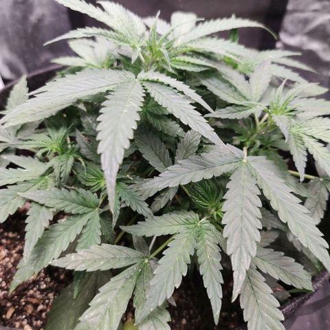 Amnésia Bubba growlog timeline photo