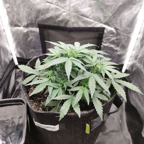 Amnésia Bubba growlog timeline photo