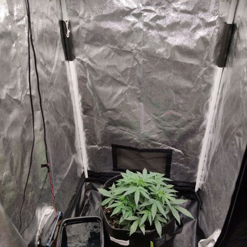 Amnésia Bubba growlog timeline photo