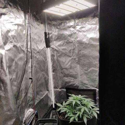 Amnésia Bubba growlog timeline photo