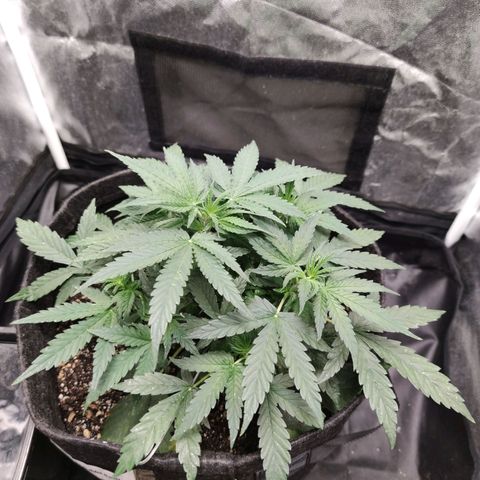 Amnésia Bubba growlog timeline photo