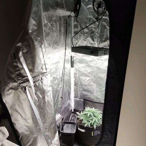 Amnésia Bubba growlog timeline photo