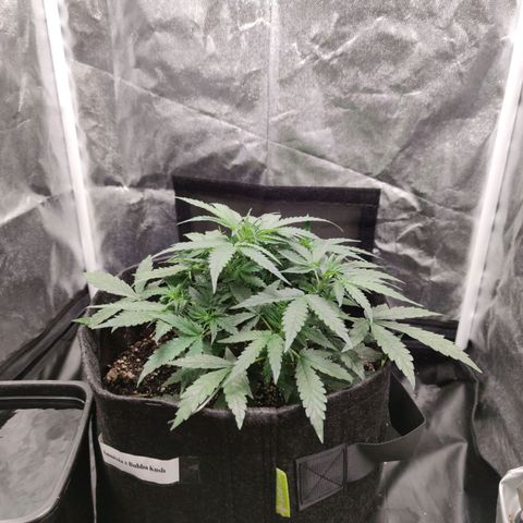 Amnésia Bubba growlog timeline photo
